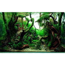 Freshwater Aquarium Background Jungle Style Aquascape Microsorum Trident Various Rotalas Anubias Fish Tank Background Aquatic Plants Frodo Stones and Redmoor Roots Terrarium Background 30x12in