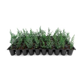 Leyland Cypress | 40 Live Plants | Cupressocyparis leylandii | Fast Growing Privacy Trees | Evergreen Landscape Plants