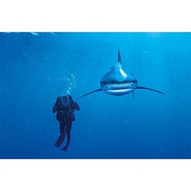 Clementoni "Whitetip Shark Puzzle (1000-Piece, Multi-Colour)