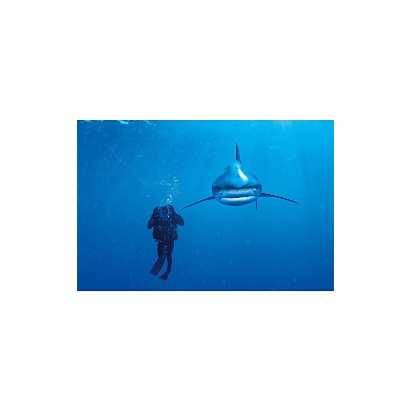 Clementoni "Whitetip Shark Puzzle (1000-Piece, Multi-Colour)