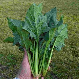 Spinach Seeds - Chinese - Green Arrow - Hybrid - 4 Oz ~10000 Seeds - Non-GMO, F1 Hybrid - Asian Garden Vegetable