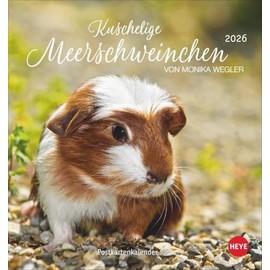 Kuschelige Meerschweinchen Postkartenkalender 2026: von Monika Wegler. Kleiner Kalender mit Porträts der putzigen Nager. Jeden Monat eine neue Postkarte aus dem Fotokalender. (Postkartenkalender Heye)