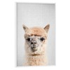 artboxONE Poster with White Frame 60 x 40 cm Lama
