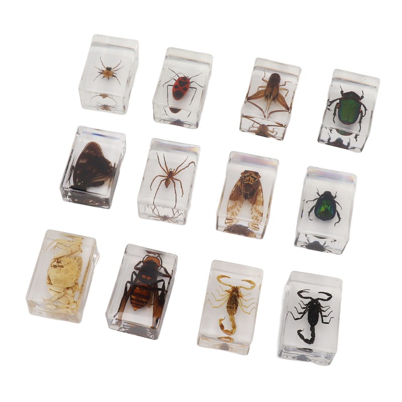 12 Pcs Real Bug Specimens Transparent Resin Science Education Classroom