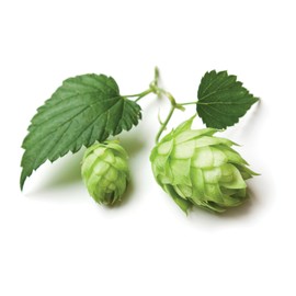 Hops Flowers - Dried Humulus lupulus Loose Tea from 100% Nature (4 oz)