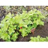 Sano Kiko Furawa Plto Pure Copper Nameplate for Enjoying Aging