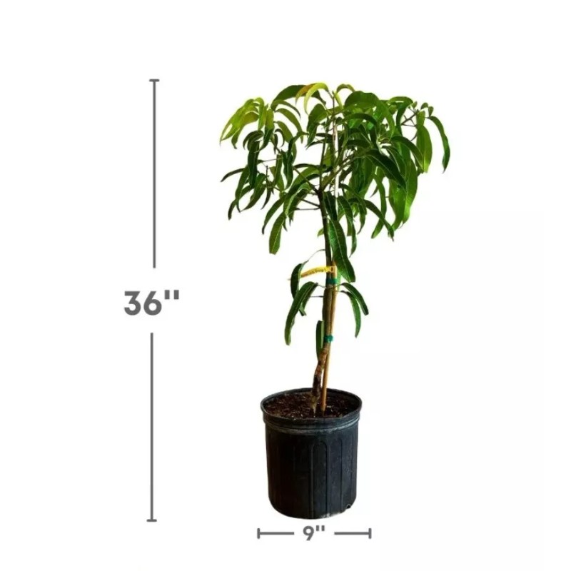 Tree Alphonso MANGO TREE GRAFTED (2-4 Feet Tall). Ship To