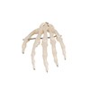 Hand skeletal model that correctly reproduces the position of each