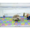 Small EVA Foam Puzzle Floor Play Mat Pets Feeding Box
