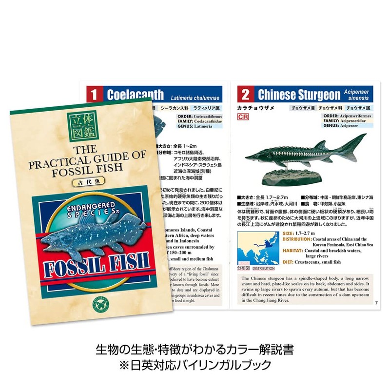 Carolata 3D Picture Book, Realistic Figure Box (Ancient Fish, 7