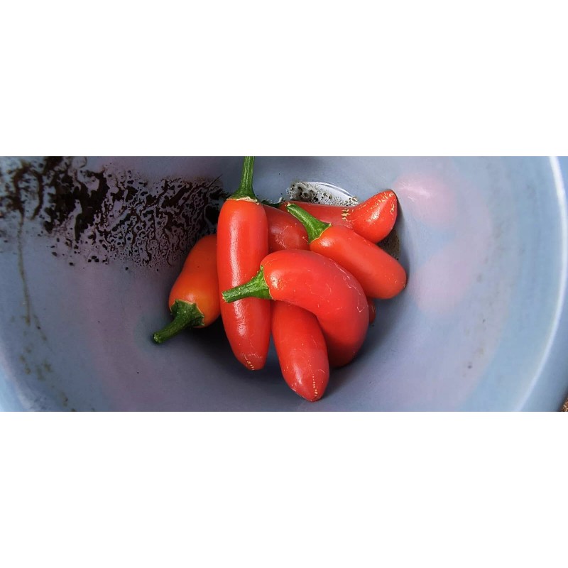 Mari's Seeds Serrano Chili seeds 24 seeds