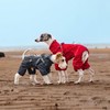 Dog Harness Raincoat,Adjustable Dog 4-Legs Rainwaer Jacket Pet Waterproof Windproof