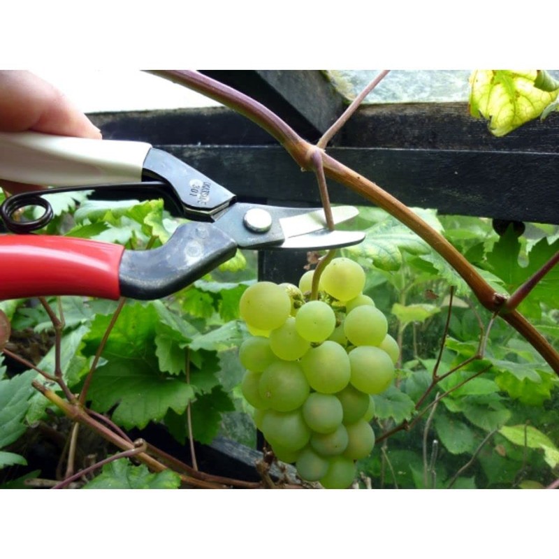 Okatsune NO.301 Fruit Harvesting Shears, Anti-Blade (Boxed)
