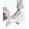 OWLIAN Ankle Skeleton Model, Ankle Freely Movable, Supervised by X-ray