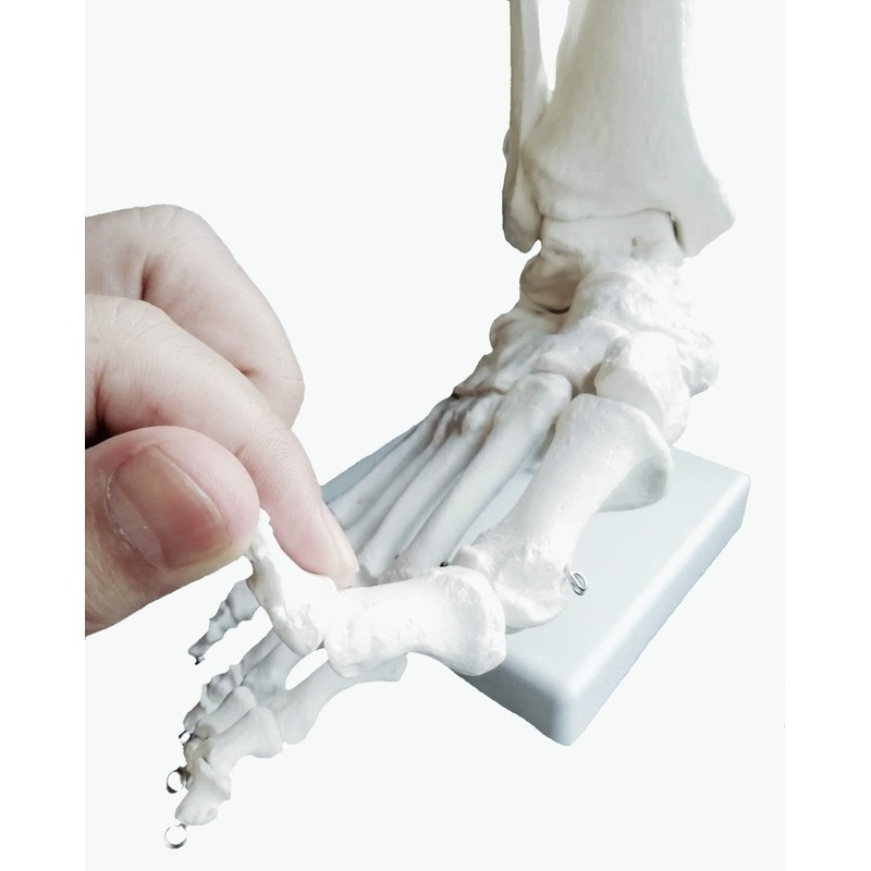 OWLIAN Ankle Skeleton Model, Ankle Freely Movable, Supervised by X-ray