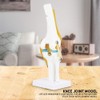 Oumefar Life Size Human Scientific Functional Anatomically Correct Knee Joint