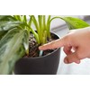 Miracle-Gro Indoor Plant Food Spikes, Includes 48 Spikes - Continuous