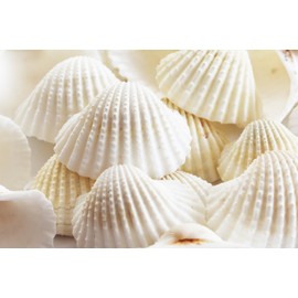 1 lb (About 30) Large White Ark Shells Seashells (1 3/4" - 2 1/4") Beach Wedding Hobby Crafts