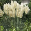Outsidepride White Ornamental Pampas Grass Plant Seeds - 1000 Seeds
