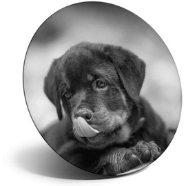 Destination Vinyl ltd Magnet for Refrigerator, Fridge BW - Cute Rottweiler Puppy Dog for Office, Cabinet and Whiteboard, Magnetic Stickers, 38634