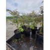 Mikazuki Japanese Maple Tree - Live Plant - (2.5 QT)