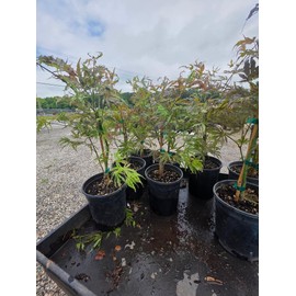 Mikazuki Japanese Maple Tree - Live Plant - (2.5 QT)