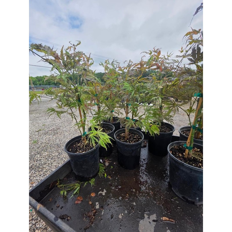 Mikazuki Japanese Maple Tree - Live Plant - (2.5 QT)