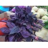 KIRA SEEDS - Seeds Opal Purple Basil - Heirloom Herbs
