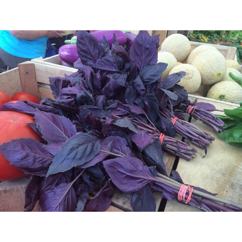 KIRA SEEDS - Seeds Opal Purple Basil - Heirloom Herbs