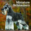 Miniature Schnauzers | 2023 12 x 24 Inch Monthly Square