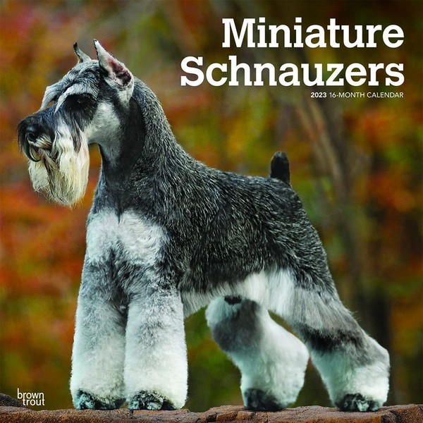 Miniature Schnauzers | 2023 12 x 24 Inch Monthly Square