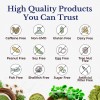 Vitalitown Moringa Capsules 11000mg Pure Moringa Oleifera for Energy and