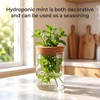 6Pcs Glass Plant Propagation Stations, Desktop Flower Vases, 3 Size
