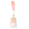 Arm Moving Model Anatomical Elbow Joint Motion Model Primary School