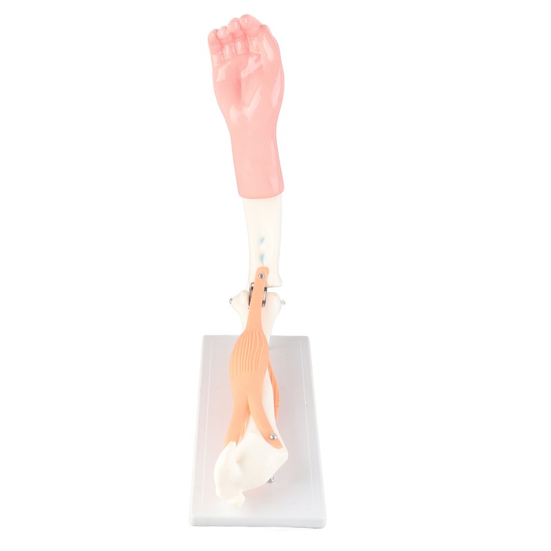 Arm Moving Model Anatomical Elbow Joint Motion Model Primary School