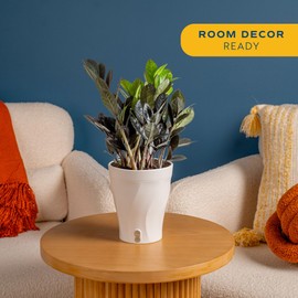 Costa Farms Champs Élysées Pothos Live Plant in Self Watering Pot, Indoor Houseplant, Trailing Vining, Perfect for Home, Room, or Office Decor, Great House Warming or Birthday Gift, 12-14 Inches Tall