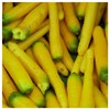 Everwilde Farms - 1 Oz Organic Solar Yellow Carrot Seeds