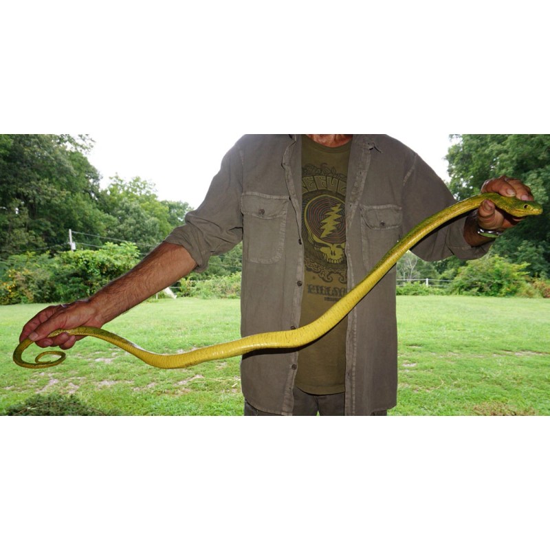 Large Realistic Green Snake Replica - Rubber