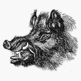 Vintage Wild Boar Head Illustration Retro 1800S Black And White Image Bumper Sticker Window Vinyl Decal 5"