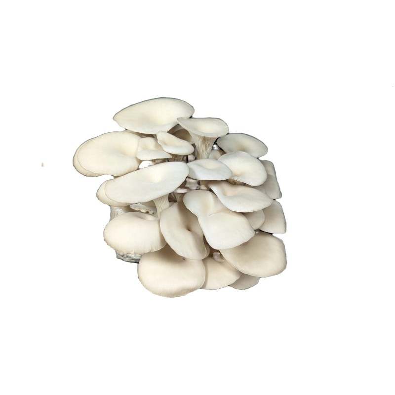Undisclosed White Oyster Mushroom Fruiting Block | 5 lbs.