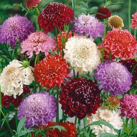 KIRA SEEDS - Seeds Pincushion Flower Mix - Scabiosa - Annual Flowers for Planting