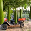 Nygardenia 35pcs Long Bottle Gourd Seeds - Non-GMO Calabash Gourd