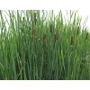 Trees and Twigs Nursery 100 Native Cattail Seeds - Typha