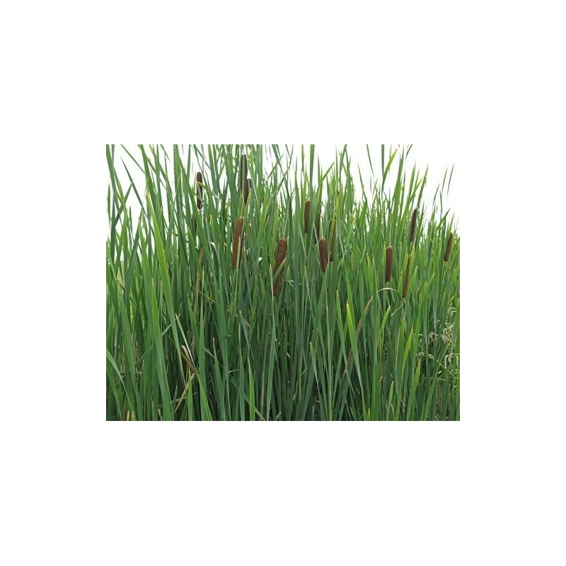 Trees and Twigs Nursery 100 Native Cattail Seeds - Typha