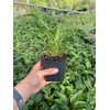 Daylily Nursery 3 Big Sky 'Sundown' Coneflower/Echinacea in 3.5 inch