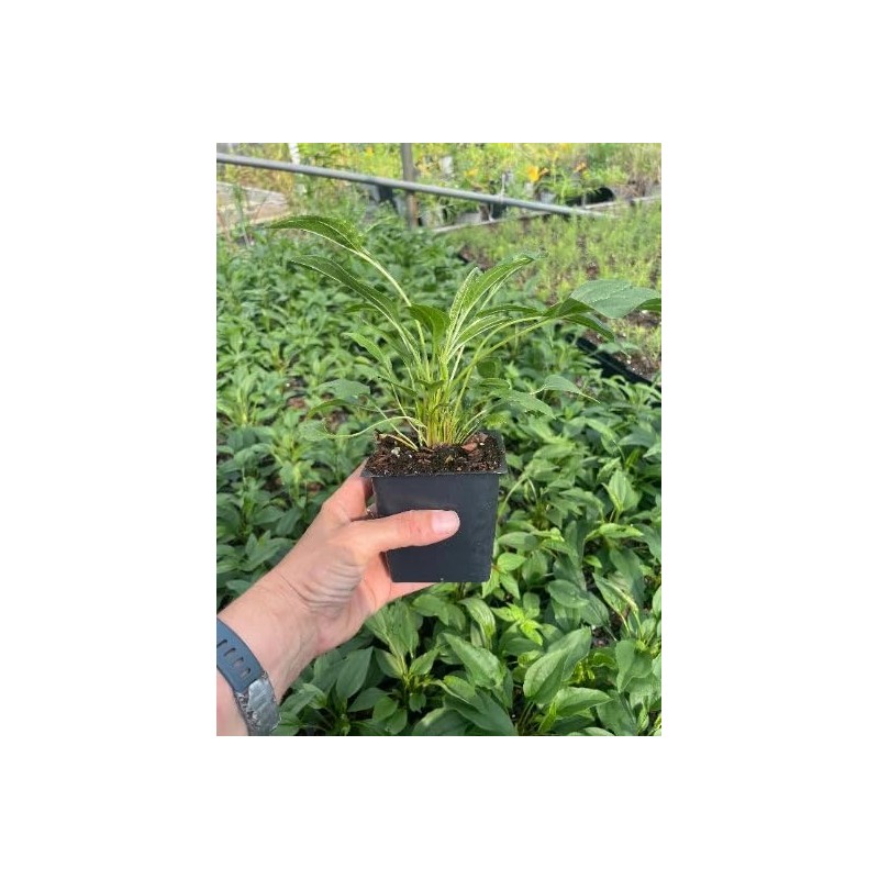 Daylily Nursery 3 Big Sky 'Sundown' Coneflower/Echinacea in 3.5 inch