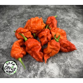 Soda City Greens Reapion (Reaper x Scorpion Hybrid) Hot Pepper Seeds