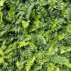 The Nursery Christmas Fern Polystichum 25 Bare Root Plants