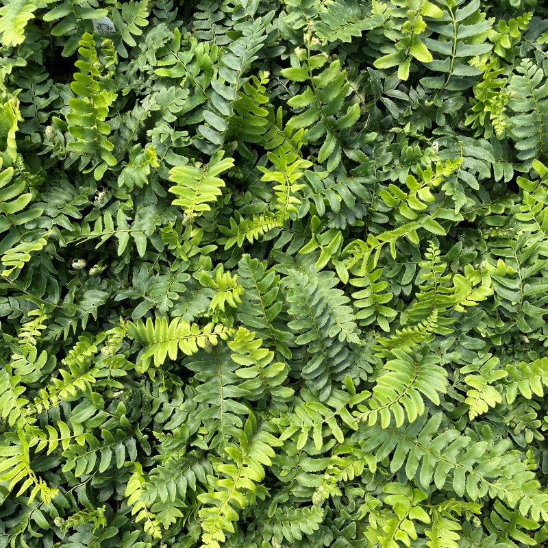 The Nursery Christmas Fern Polystichum 25 Bare Root Plants