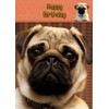 Pug Dog Birthday Card